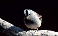 photo of a white crowned sparrow